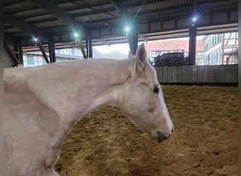 American Quarter Horse, Hengst, 2 Jahre, Palomino