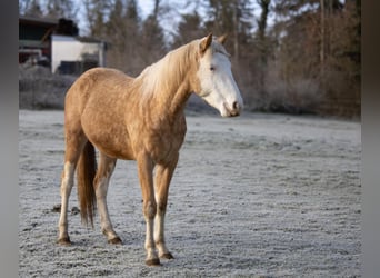 American Quarter Horse, Hengst, 2 Jahre, Palomino