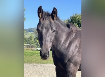 American Quarter Horse, Hengst, 2 Jahre, Rappe