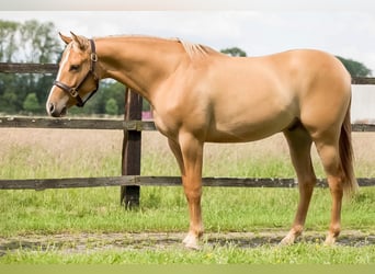 American Quarter Horse, Hengst, 2 Jahre, Red Dun