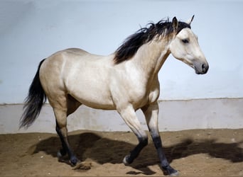 American Quarter Horse, Hengst, 2 Jahre
