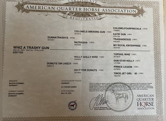 American Quarter Horse, Hengst, 2 Jahre