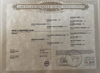 American Quarter Horse, Hengst, 2 Jahre