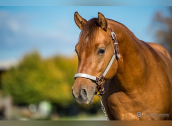 American Quarter Horse, Hengst, 2 Jahre