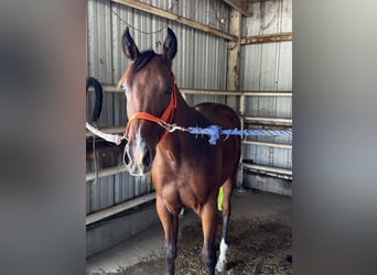 American Quarter Horse, Hengst, 2 Jahre, Rotbrauner