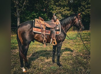 American Quarter Horse, Hengst, 2 Jahre, Rotbrauner
