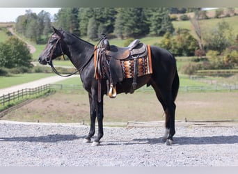 American Quarter Horse, Hengst, 2 Jahre, Rotbrauner