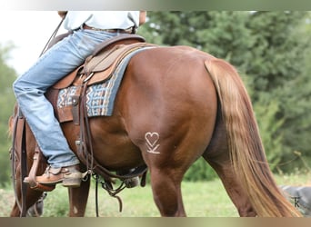 American Quarter Horse, Hengst, 2 Jahre, Rotfuchs