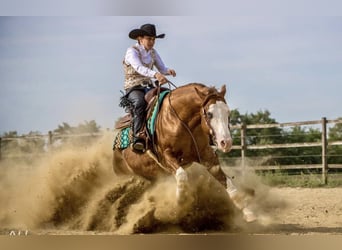 American Quarter Horse, Hengst, 2 Jahre, Rotfuchs