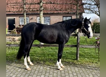 American Quarter Horse, Hengst, 3 Jaar, 140 cm, Zwart