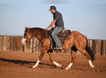 American Quarter Horse, Hengst, 3 Jaar, 142 cm, Falbe