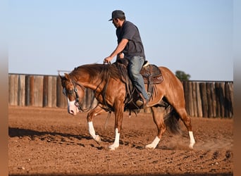 American Quarter Horse, Hengst, 3 Jaar, 142 cm, Falbe