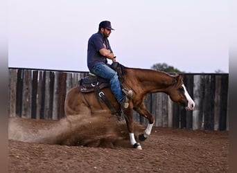 American Quarter Horse, Hengst, 3 Jaar, 142 cm, Falbe