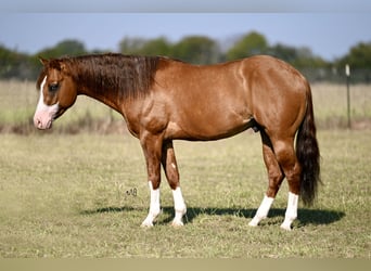 American Quarter Horse, Hengst, 3 Jaar, 142 cm, Falbe