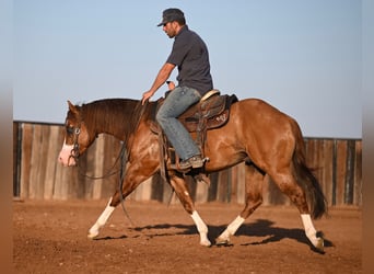 American Quarter Horse, Hengst, 3 Jaar, 142 cm, Falbe