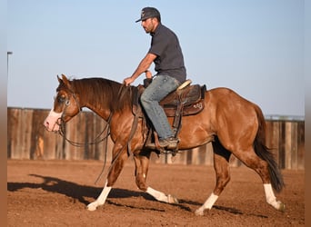 American Quarter Horse, Hengst, 3 Jaar, 142 cm, Falbe