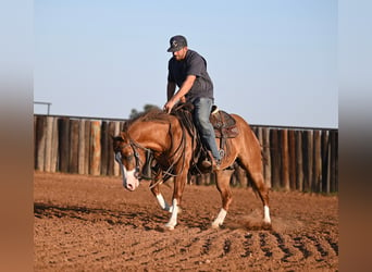 American Quarter Horse, Hengst, 3 Jaar, 142 cm, Falbe