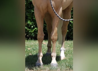 American Quarter Horse, Hengst, 3 Jaar, 145 cm, Palomino