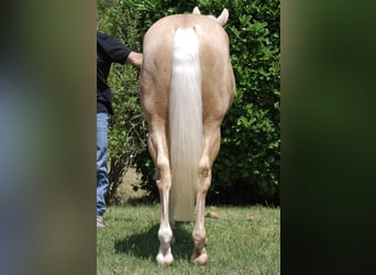 American Quarter Horse, Hengst, 3 Jaar, 145 cm, Palomino