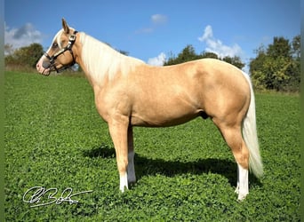 American Quarter Horse, Hengst, 3 Jaar, 145 cm, Palomino