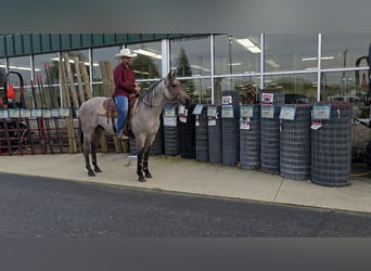 American Quarter Horse, Hengst, 3 Jaar, 146 cm, Roan-Bay