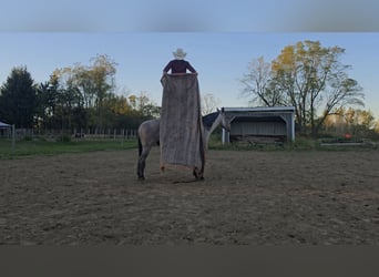 American Quarter Horse, Hengst, 3 Jaar, 146 cm, Roan-Bay