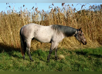 American Quarter Horse, Hengst, 3 Jaar, 146 cm, Roan-Bay