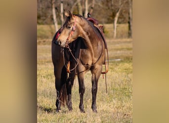 American Quarter Horse, Hengst, 3 Jaar, 147 cm, Buckskin