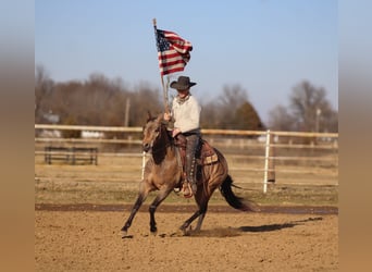 American Quarter Horse, Hengst, 3 Jaar, 147 cm, Buckskin