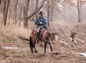 American Quarter Horse, Hengst, 3 Jaar, 147 cm, Buckskin