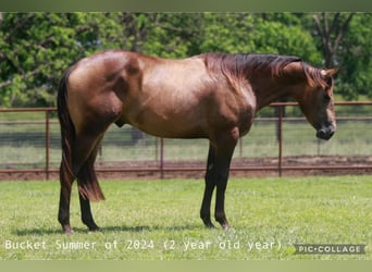 American Quarter Horse, Hengst, 3 Jaar, 147 cm, Buckskin