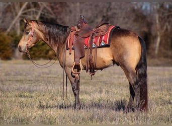 American Quarter Horse, Hengst, 3 Jaar, 147 cm, Buckskin