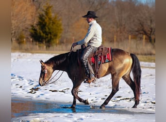 American Quarter Horse, Hengst, 3 Jaar, 147 cm, Buckskin