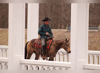 American Quarter Horse, Hengst, 3 Jaar, 147 cm, Buckskin