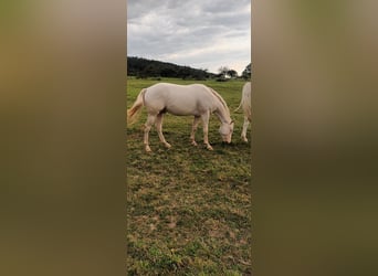 American Quarter Horse, Hengst, 3 Jaar, 147 cm, Cremello