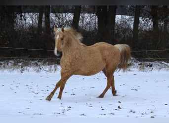 American Quarter Horse, Hengst, 3 Jaar, 147 cm, Palomino