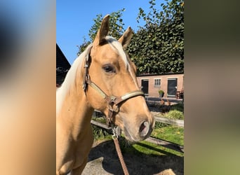 American Quarter Horse, Hengst, 3 Jaar, 147 cm, Palomino