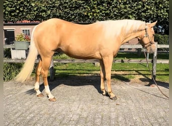 American Quarter Horse, Hengst, 3 Jaar, 147 cm, Palomino