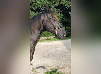 American Quarter Horse, Hengst, 3 Jaar, 147 cm, Zwart