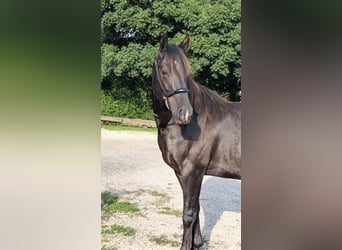 American Quarter Horse, Hengst, 3 Jaar, 147 cm, Zwart