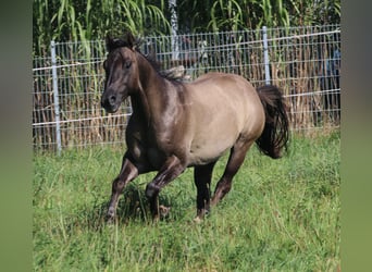 American Quarter Horse, Hengst, 3 Jaar, 148 cm, Grullo