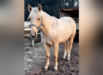 American Quarter Horse, Hengst, 3 Jaar, 148 cm, Palomino