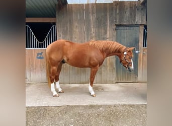 American Quarter Horse, Hengst, 3 Jaar, 148 cm, Red Dun