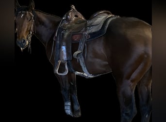 American Quarter Horse, Hengst, 3 Jaar, 149 cm, Brauner