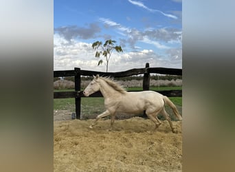 American Quarter Horse, Hengst, 3 Jaar, 150 cm, Cremello