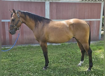 American Quarter Horse, Hengst, 3 Jaar, 150 cm, Dunalino