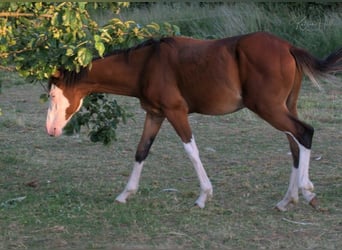 American Quarter Horse, Hengst, 3 Jaar, 150 cm, Overo-alle-kleuren