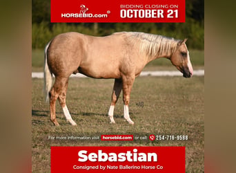 American Quarter Horse, Hengst, 3 Jaar, 150 cm, Palomino