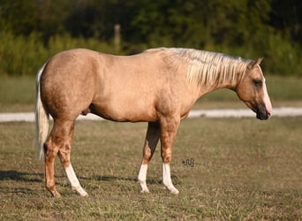 American Quarter Horse, Hengst, 3 Jaar, 150 cm, Palomino