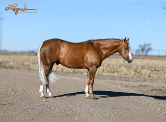 American Quarter Horse, Hengst, 3 Jaar, 150 cm, Palomino